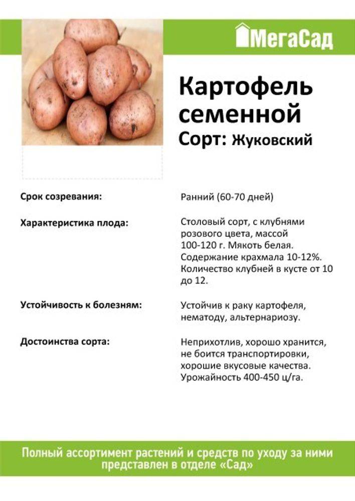 Картофель метеор: описание сорта, фото, отзывы о вкусовых качествах, характеристика и фото
