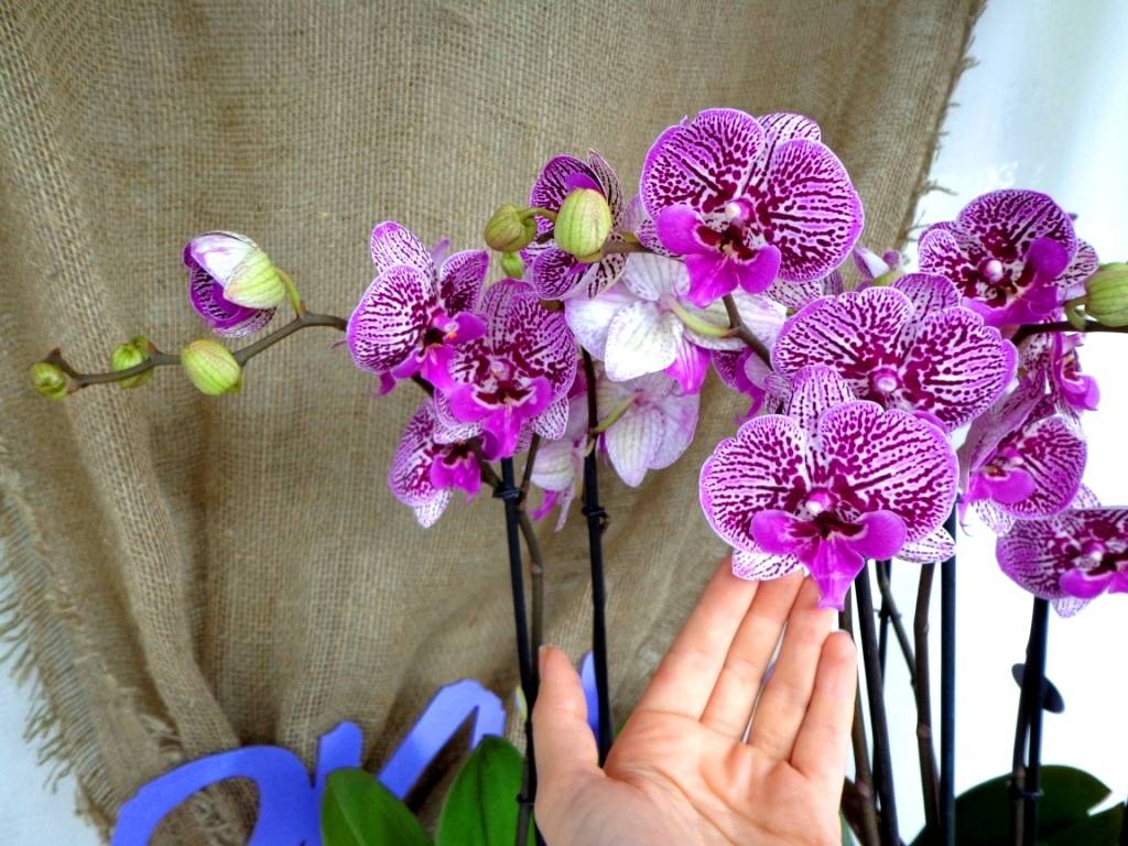 Название орхидеи по фото определить
