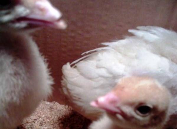 Мир и покой в курятнике — что делать, когда цыплята клюют друг друга