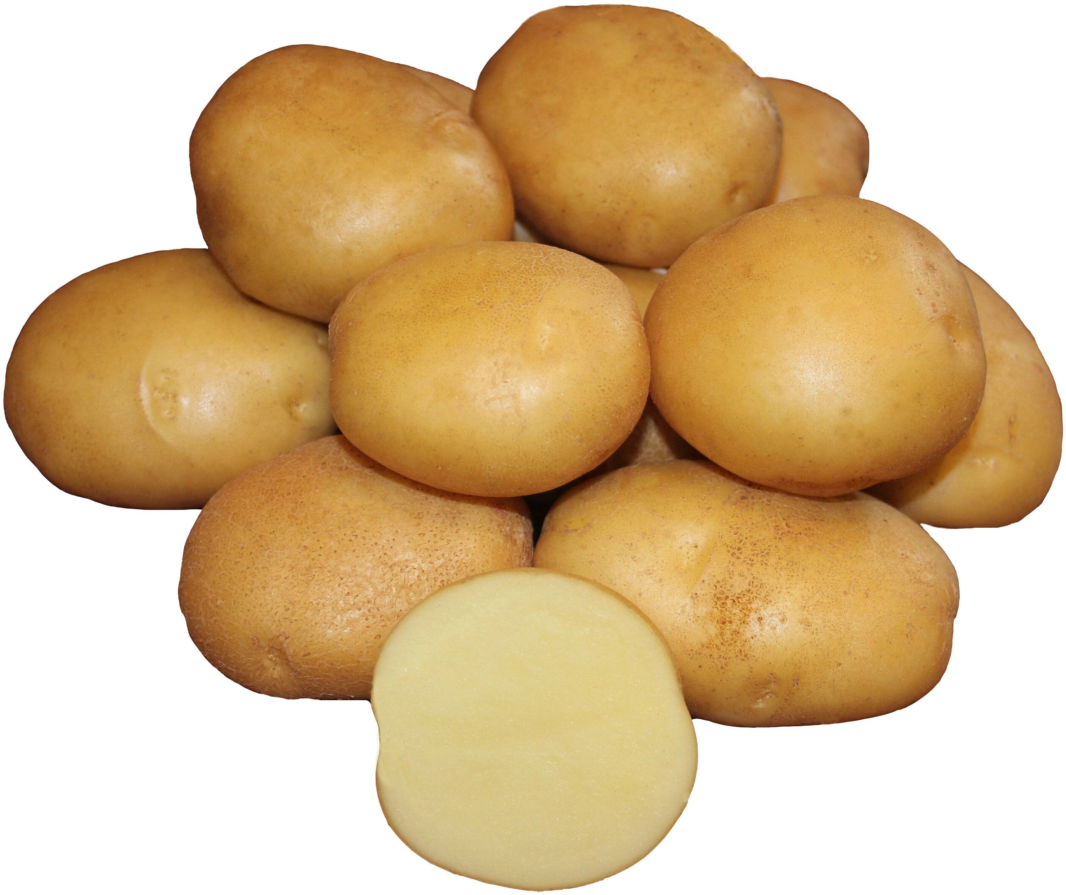 Модель картошки