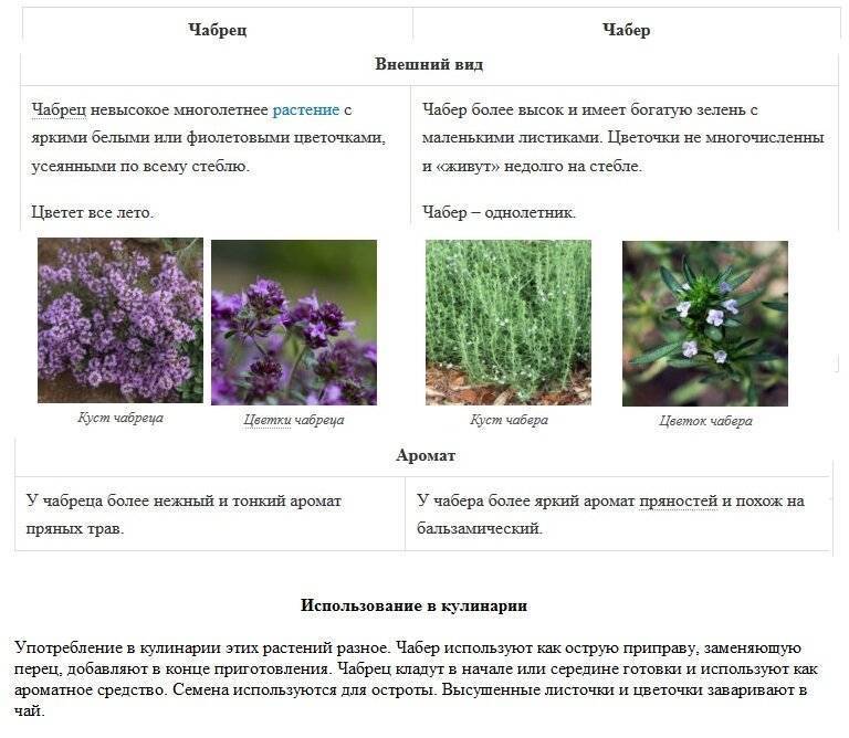 Чабер и чабрец: в чем разница между растениями? :: syl.ru