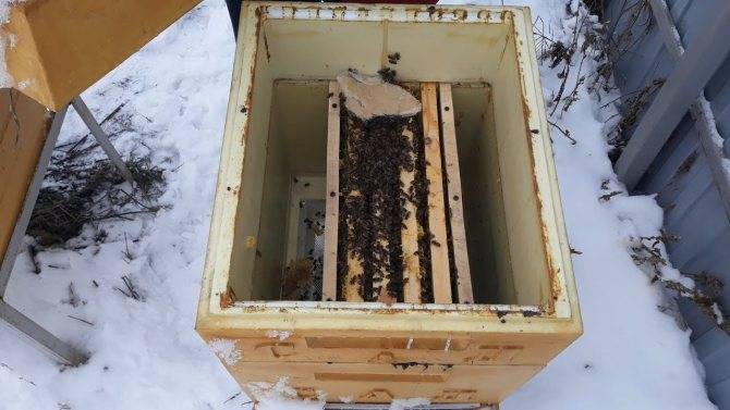 Зимовка пчел на улице: особенности, содержание, подкормка | parnas42.ru