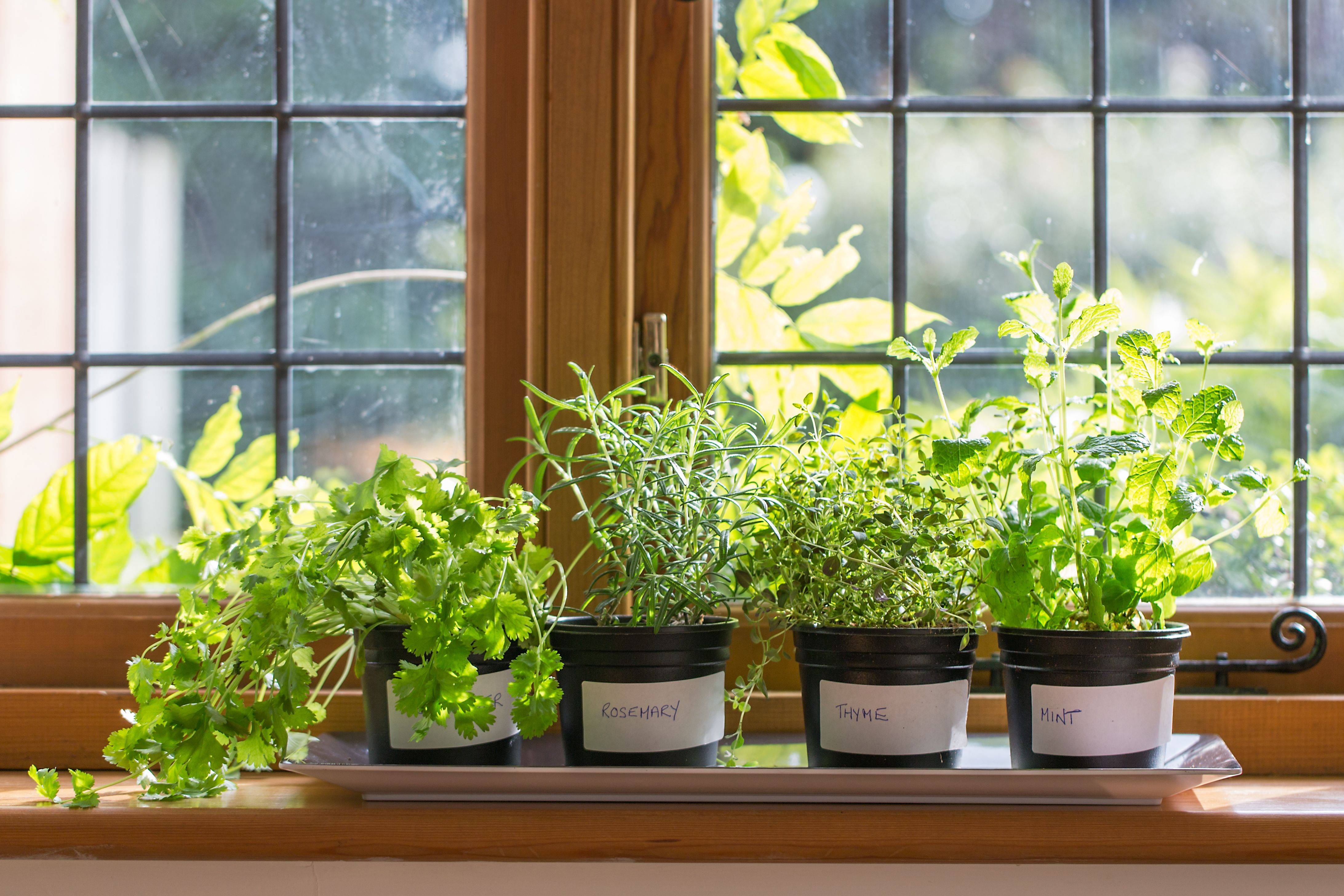 9 видов полезной зелени на подоконнике, выращиваем к новому году!