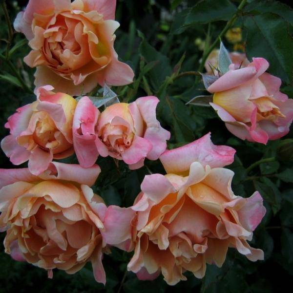 Голден селебрейшн — золотое торжество классической английской розы