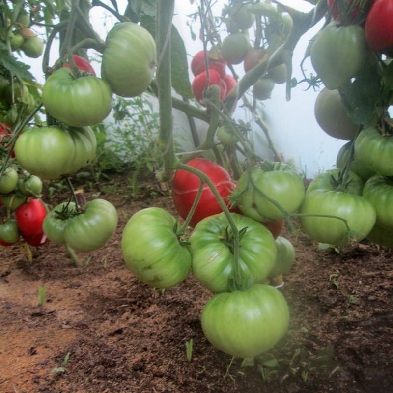 Описание, характеристика, посев на рассаду, подкормка, урожайность, фото, видео и самые распространенные болезни томатов сорта «арбузный».