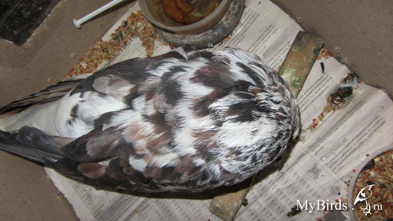 Болезни голубей: их симптомы и лечение