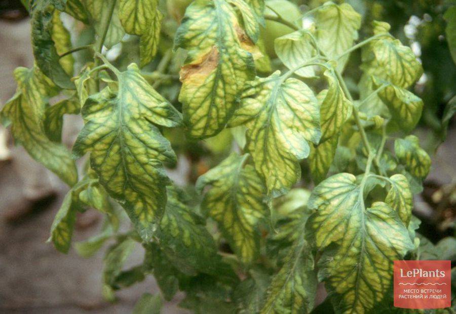 Листья томата при хлорозе: признаки и лечение