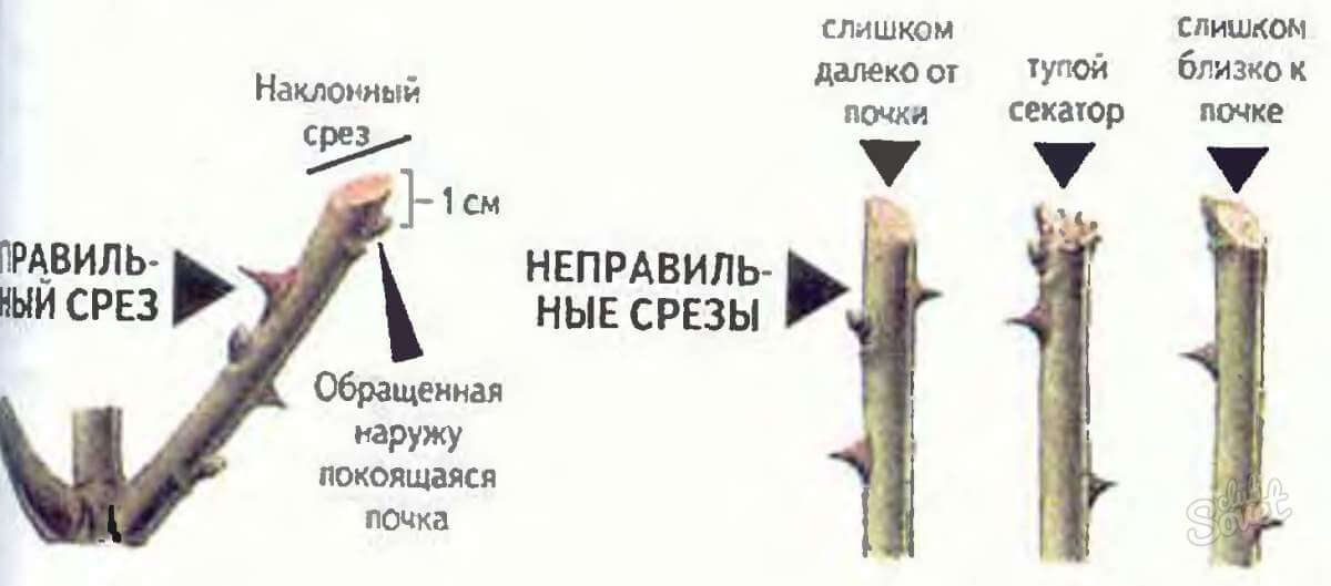 Обрезка розы весной для начинающих в картинках пошагово