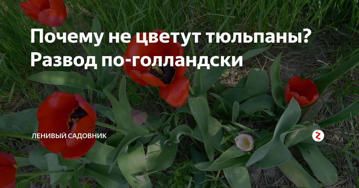 Почему не цветут тюльпаны: что делать, если у цветка одни листья