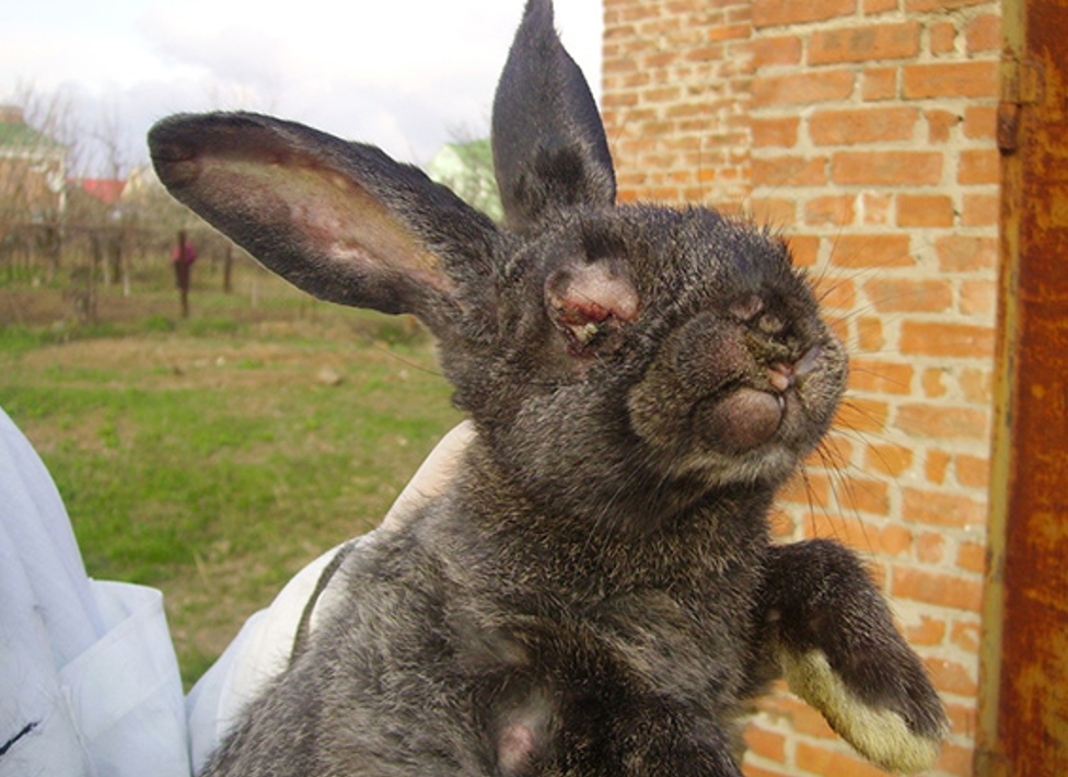 Болезни кроликов: симптомы и их лечение в таблицах