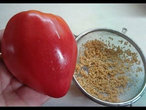 Как собирать семена помидоров правильно. заготовка и хранение семян зимой :: syl.ru