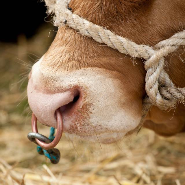 Кольцо у быка на носу
