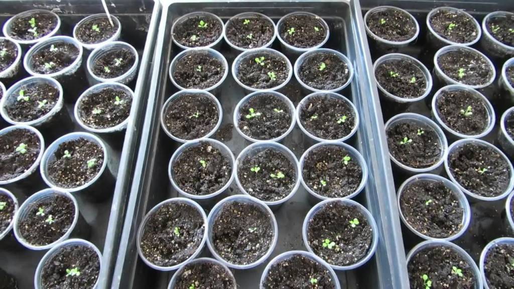Колокольчики: выращивание из семян, посев, как сажать и ухаживать