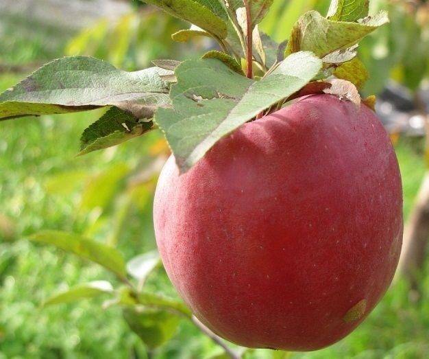 Почему яблоня башкирская красавица стала самой востребованной в средней полосе