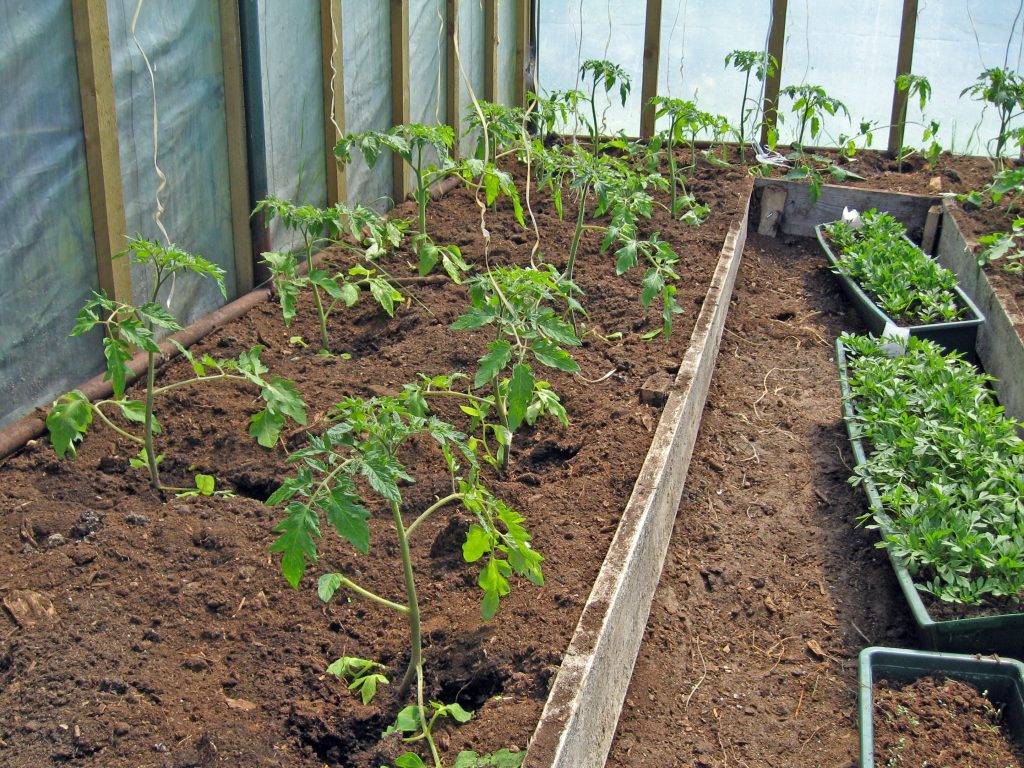 Как правильно посадить помидоры в открытый грунт на огороде: что посадить и на каком расстоянии, когда сажать