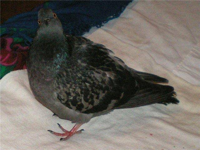 Определение пола голубя по внешним признакам: чем отличаются самец от самки
