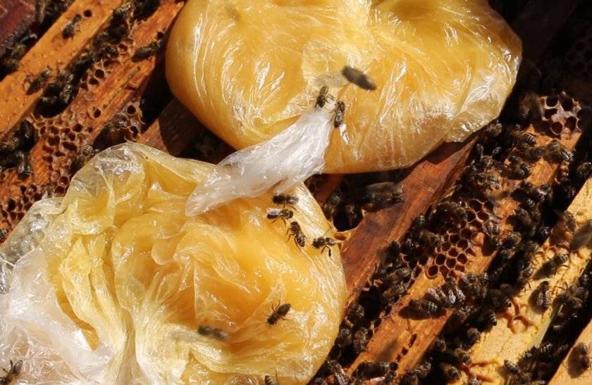 Подкормка пчел осенью