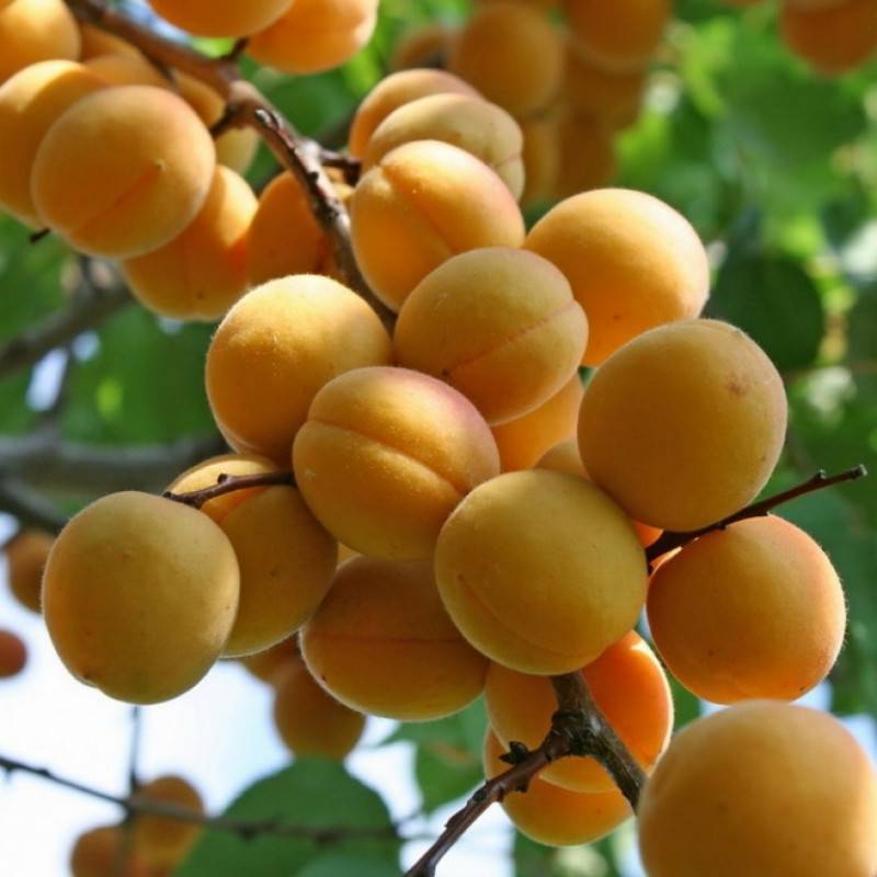 Об абрикосе водолей: описание и характеристики сорта, посадка, уход, выращивание