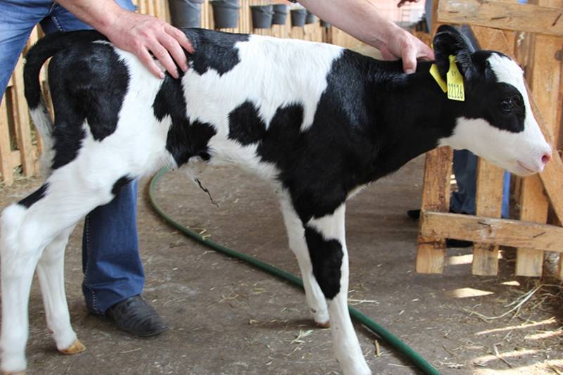 Послеродовой парез у коров: симптомы, лечение и профилактика препаратами nita-farm