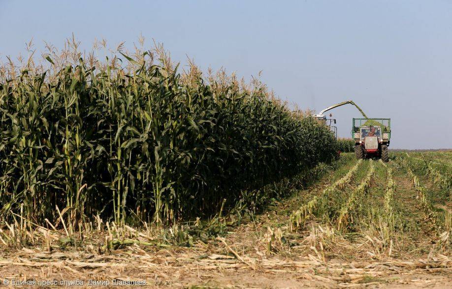 Технология выращивания кукурузы в украине — пропозиция