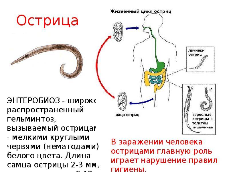 Глисты у человека виды картинки с названиями и описанием для женщин