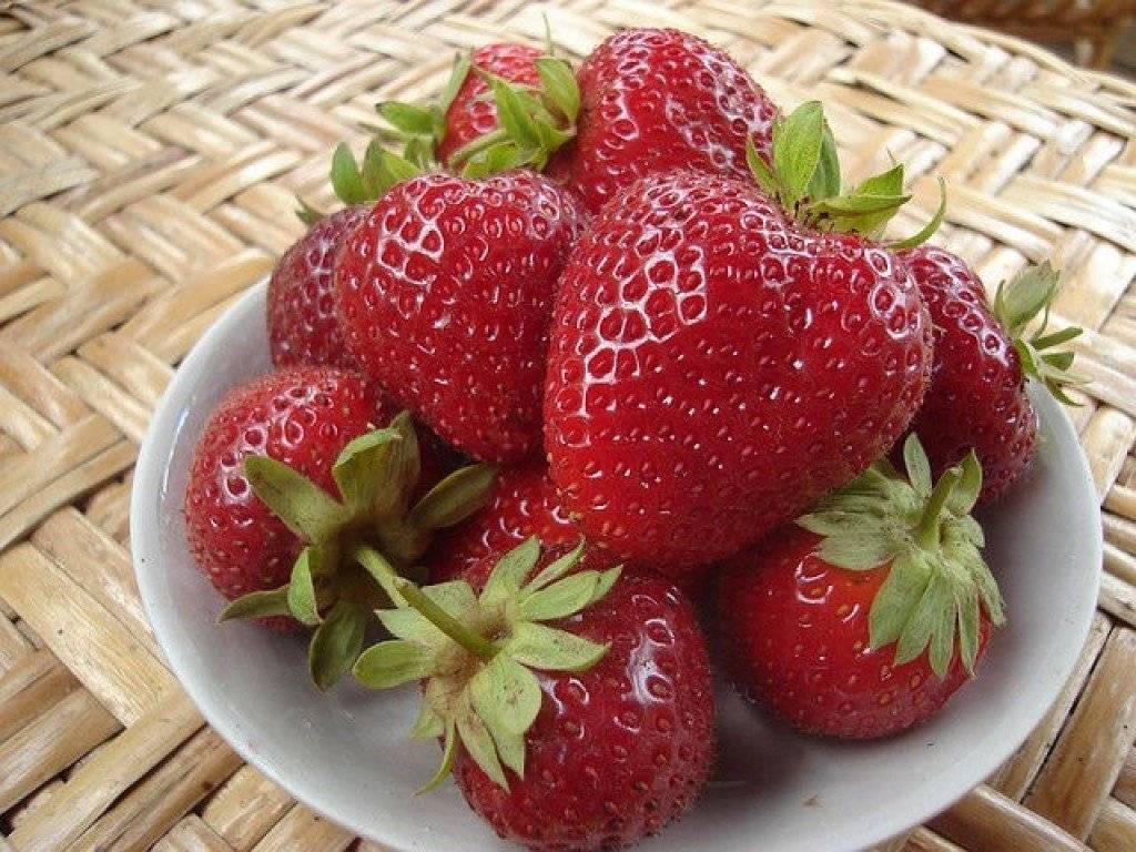 Клубника альбион: описание сорта, выращивание, отзывы и фото
