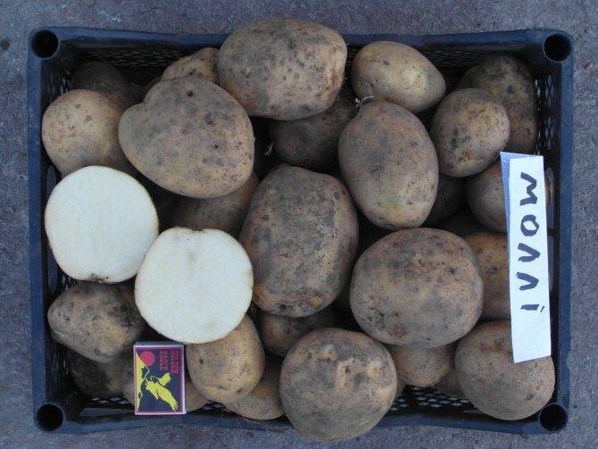 Сорт картофеля "скарб": описание, характеристика, урожайность