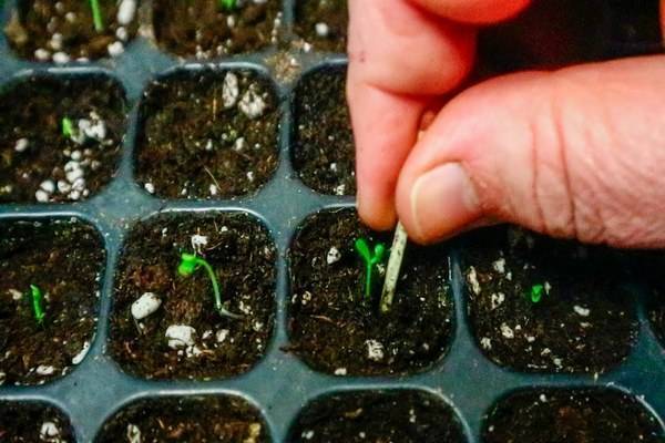 Секреты выращивания катарантуса в саду и квартире | огородник