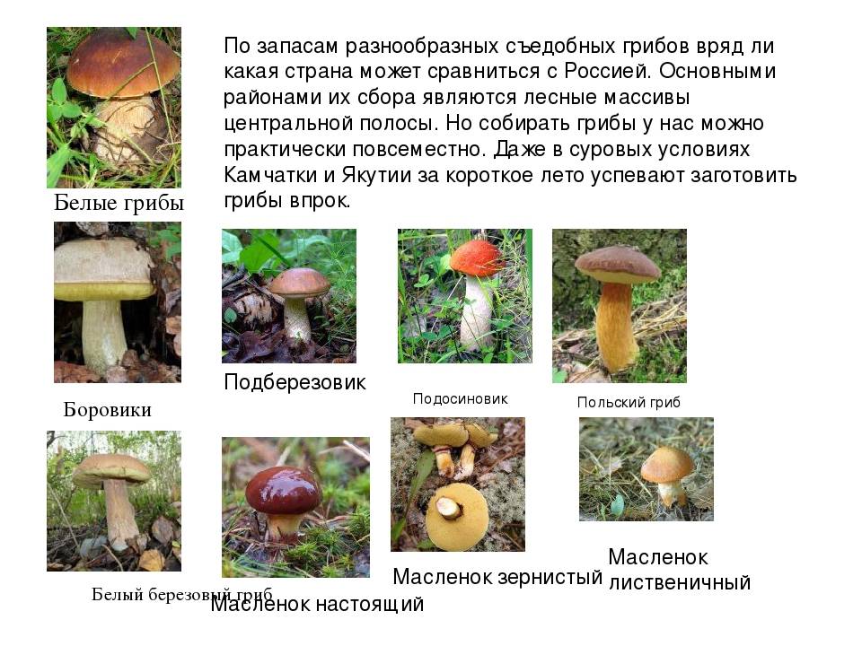 Календарь грибника на июнь - какие грибы собирают в июне
