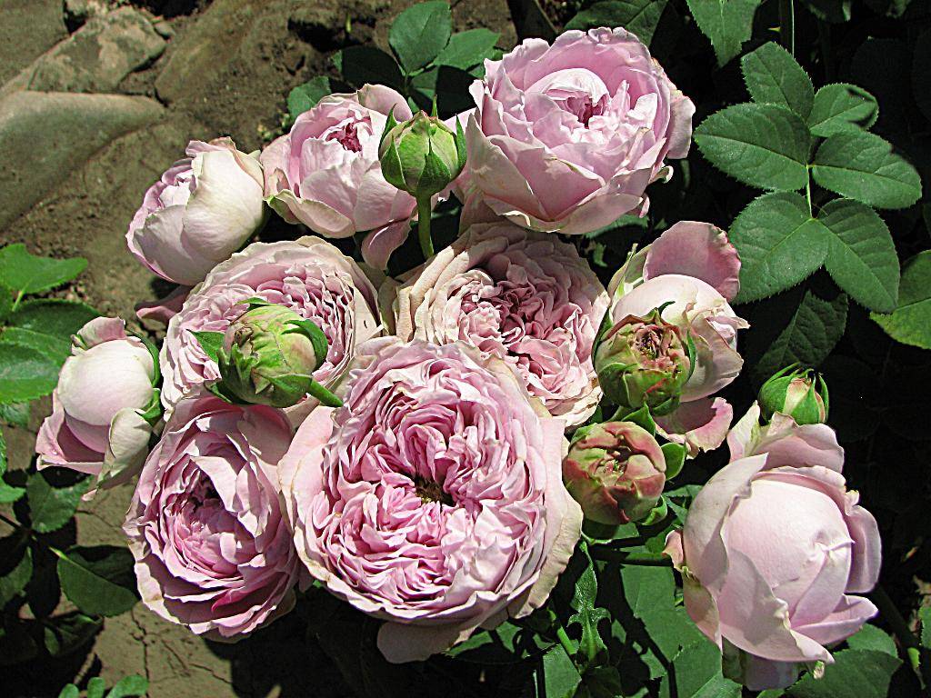 Пионовидная роза фото в саду
