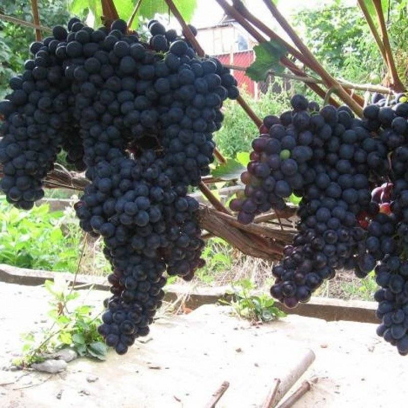 Виноград «маркетт»: описание сорта, фото и отзывы о нем. основные плюсы и минусы, характеристики и особенности выращивания в регионах