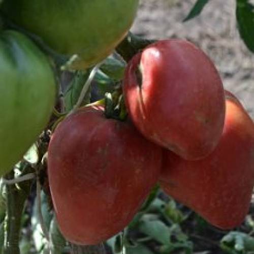 Томат африканская лиана: отзывы и фото помидоров, описание и характеристики сорта