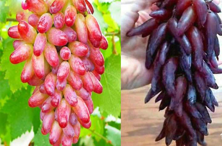 Описание сорта винограда «Дамские пальчики»
