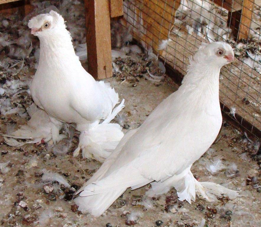 Узбекские бойные голуби: видео, разновидности, разведение