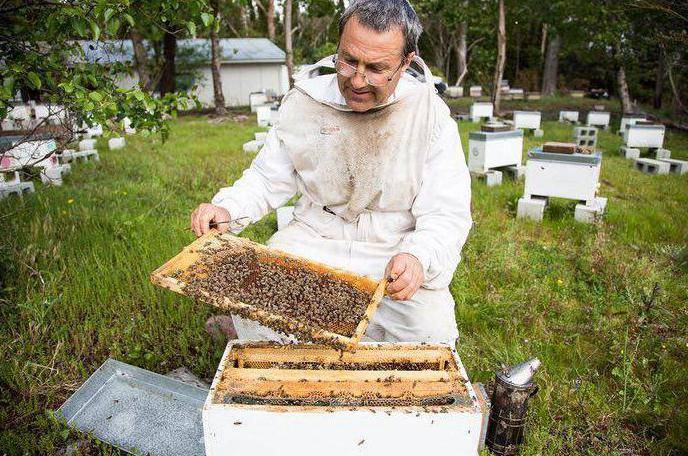 Все, что вам необходимо знать о кормлении пчел в августе