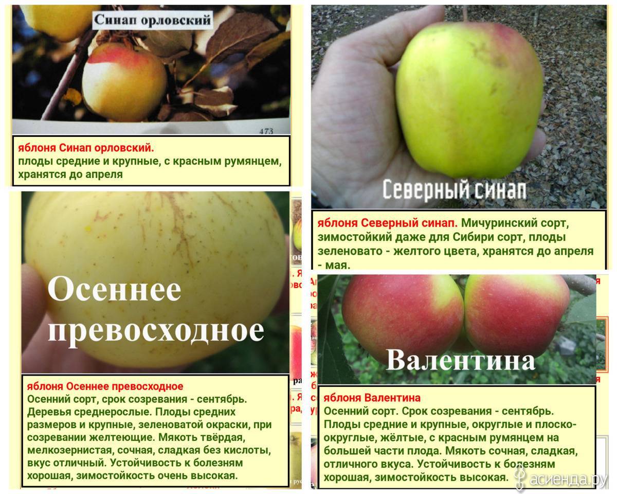 Описание сорта яблони северный синап: фото яблок, важные характеристики, урожайность с дерева