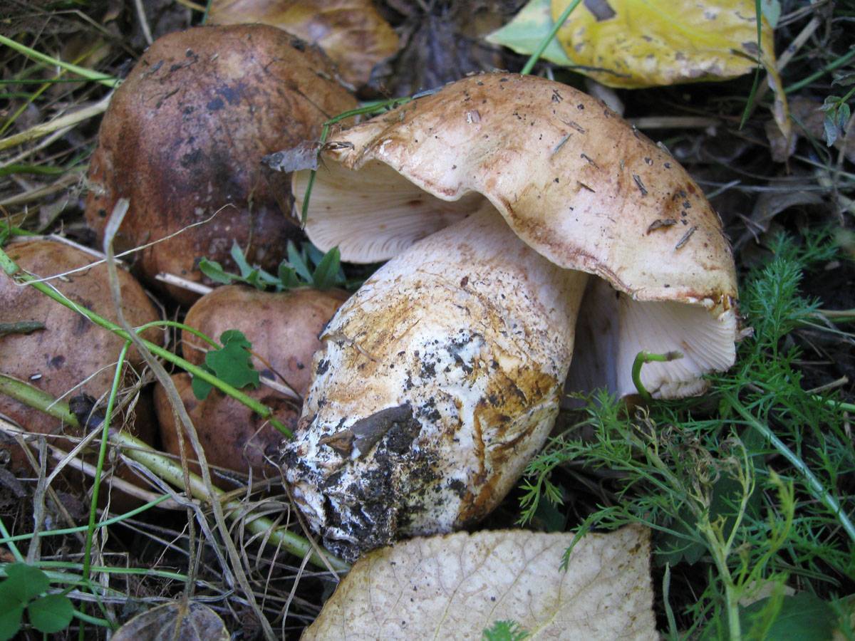 Тополевая рядовка грибы фото и описание