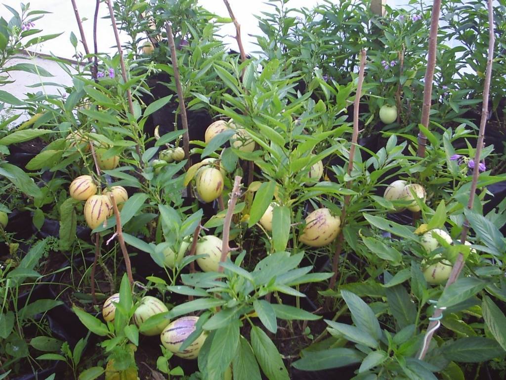 Пепино — выращивание в домашних условиях, посадка, уход, размножение, полезные свойства