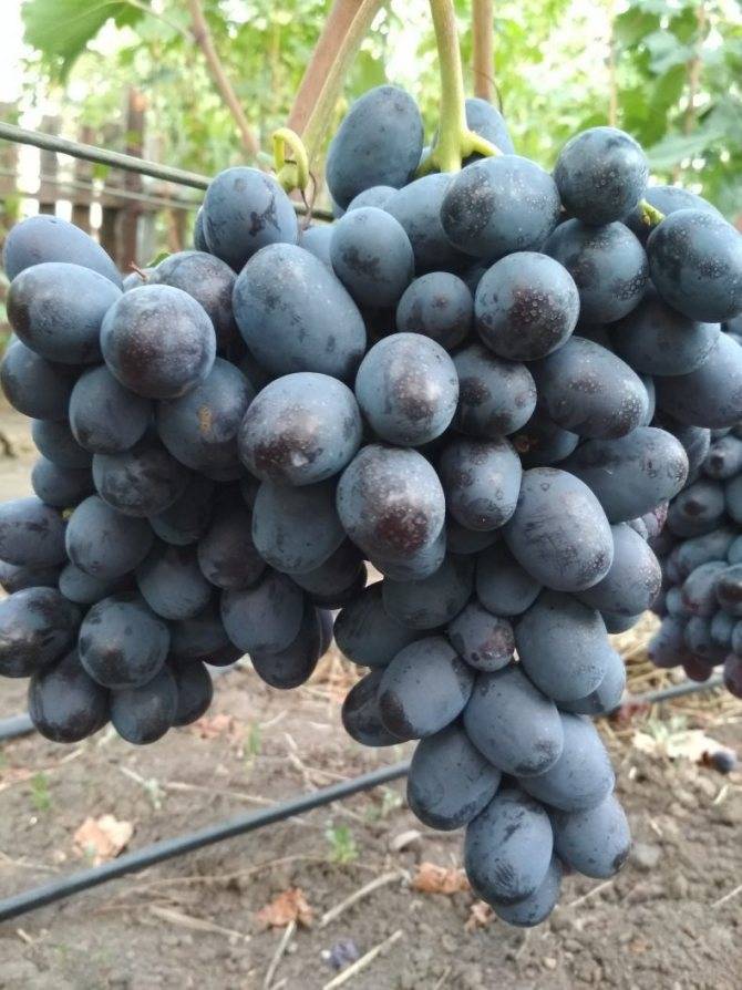 Виноград рошфор: характеристики сорта, фото, плюсы и минусы, выращивание, отзывы