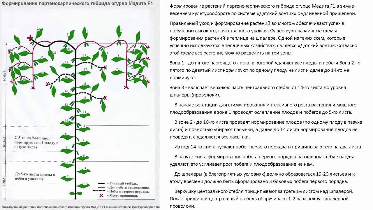 Обрезка огурцов в теплице для начинающих схема и описание фото