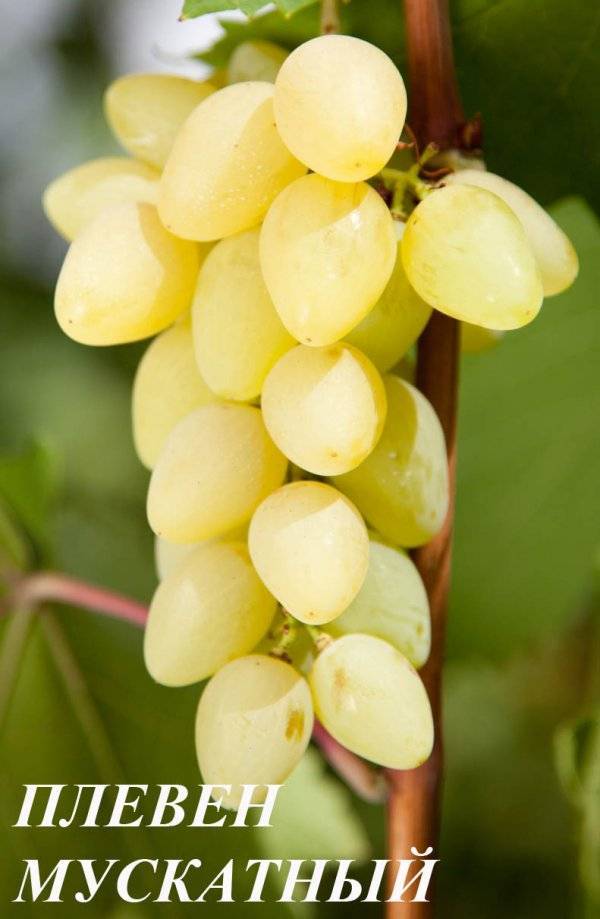 Особенности сорта винограда плевен