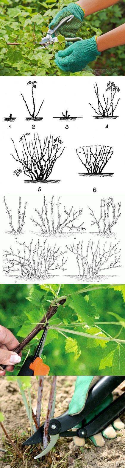 Уход за черной смородиной весной после зимы. Обрезка куста крыжовника осенью. Обрезка смородины весной. Обрезать кусты смородины весной. Схема обрезки куста крыжовника.