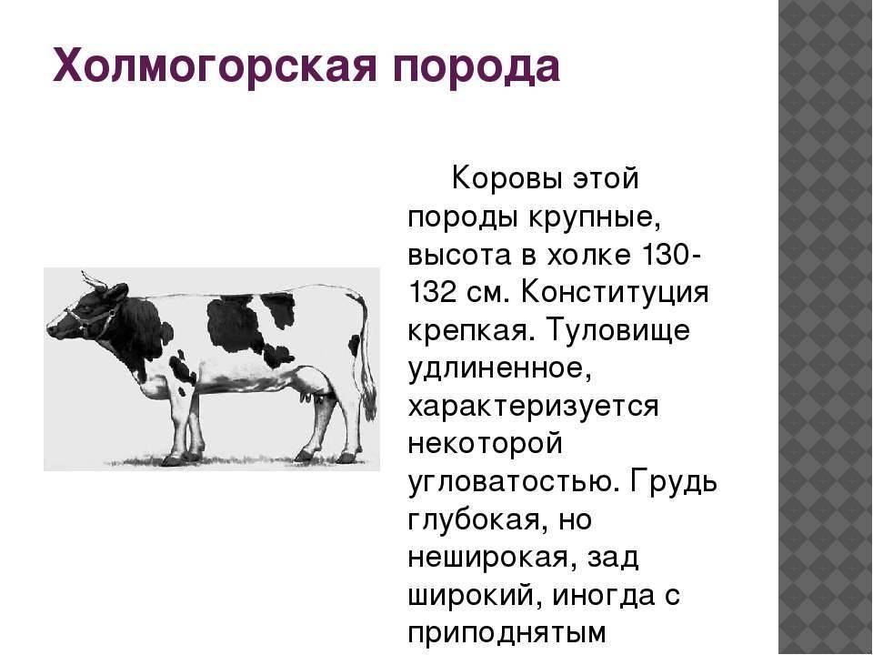 Холмогорская порода коров: характеристика содержание и рациона, фото, отзывы фермеров и описание отела — moloko-chr.ru
