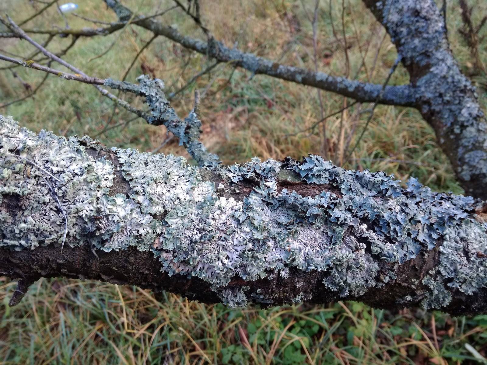 Лишайник и мох на плодовых деревьях: как избавиться, способы борьбы