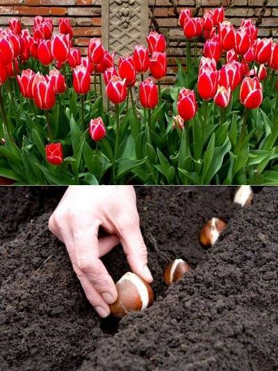 Цветущий сад тюльпанов: можно ли их пересаживать сразу после цветения