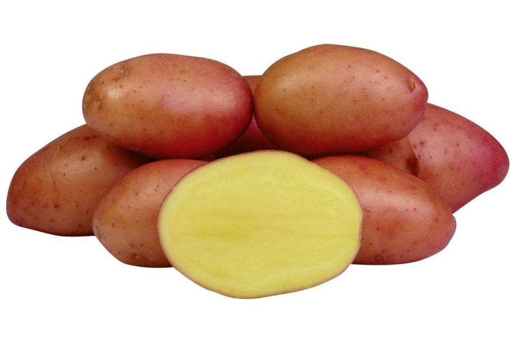 Сорт картофеля розалинда фото и описание