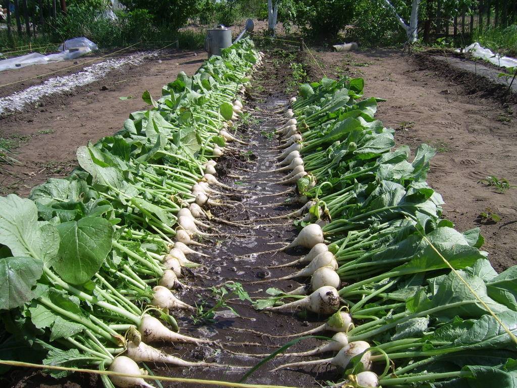 Выращивание дайкона: сорта, сроки посадки, агротехника, сбор урожая