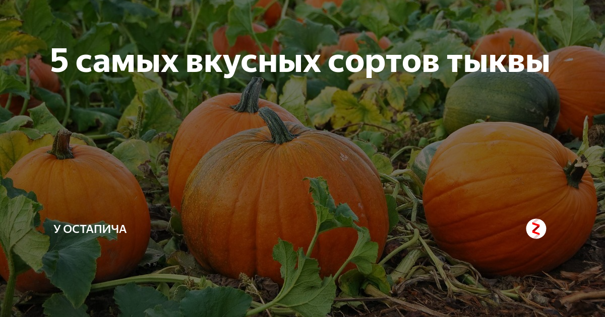Кормовая тыква: как давать скоту, фото, можно ли употреблять людям, отзывы