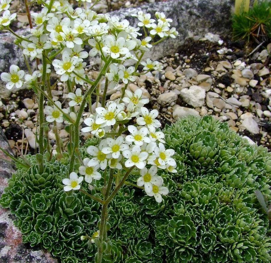 Растение камнеломка: фото, сорта, выращивание, посадка и уход в открытом грунте