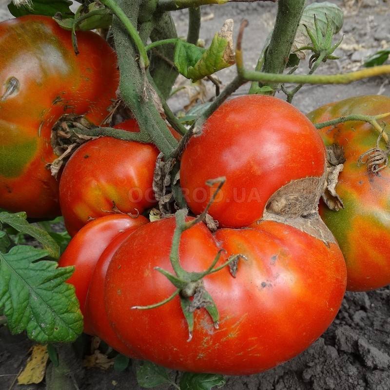 Получаем богатый урожай даже в неблагоприятных погодных условиях, выращивая томат «алтайский шедевр»